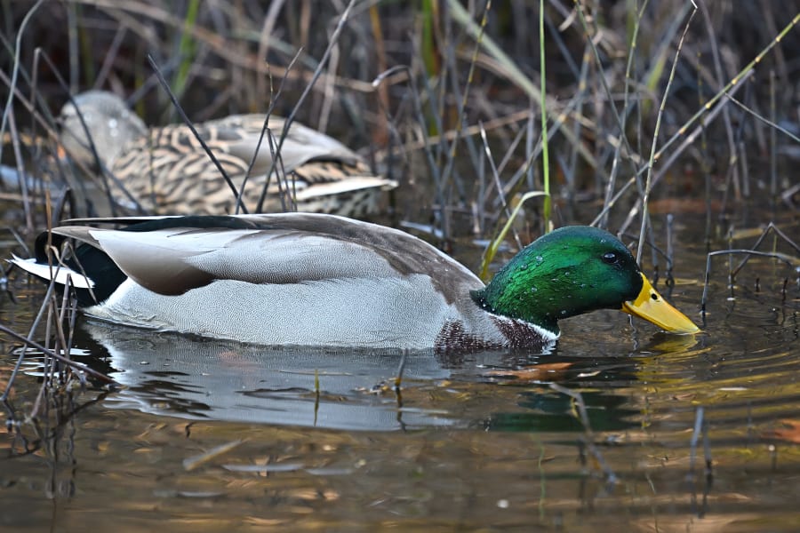 Male and female mallard ducks feeding in a nature preserve pond