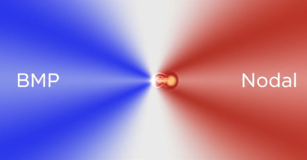 Illustration of opposing morphogen gradients forming an embryo.