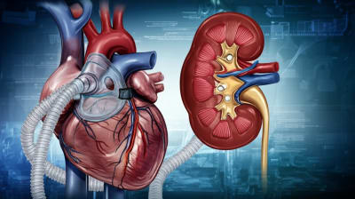 Heart intertwined with CPAP mask and kidney, symbolizing health.