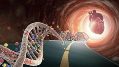 DNA methylation and atherosclerosis prevention