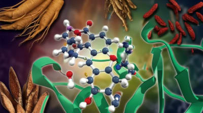 Molecular illustration of triptolide interacting with a protein.