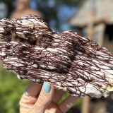Chocolate Norwegian Kringla Image