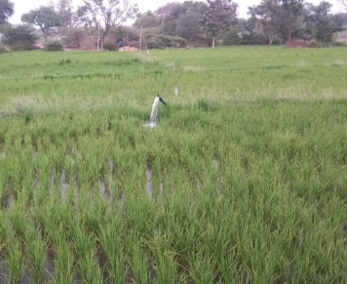 An image of land