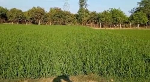 An image of land