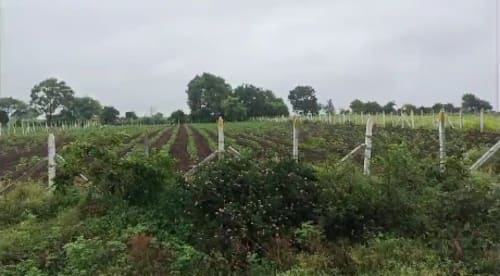 An image of agricultural land