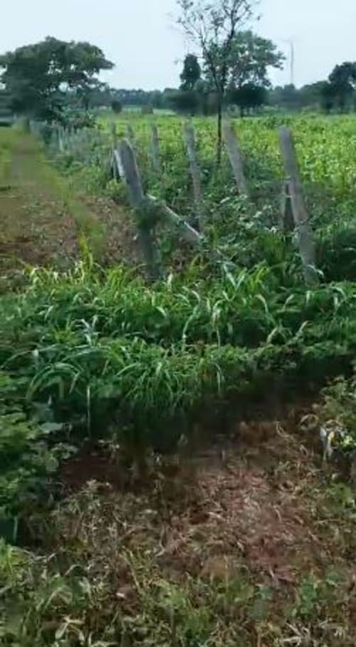 An image of land