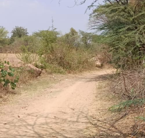 Land in Nagaram village, Kodangal mandal, Vikarabad district - approach road 2474