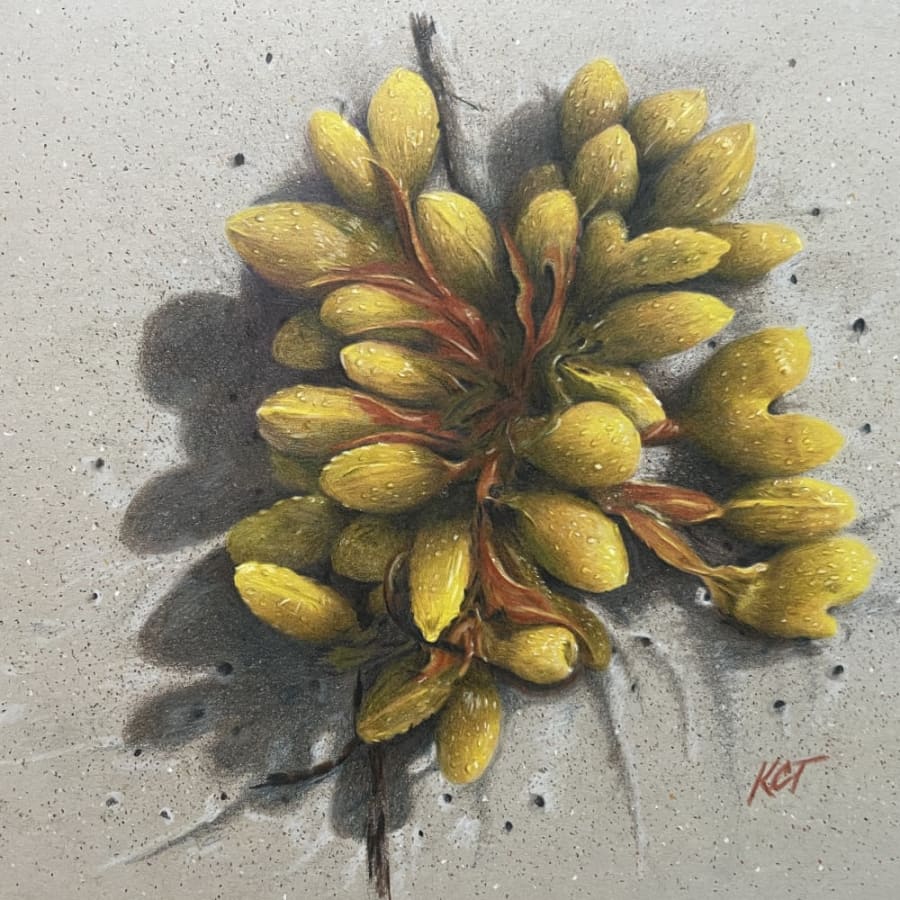 Karen Collari Troake