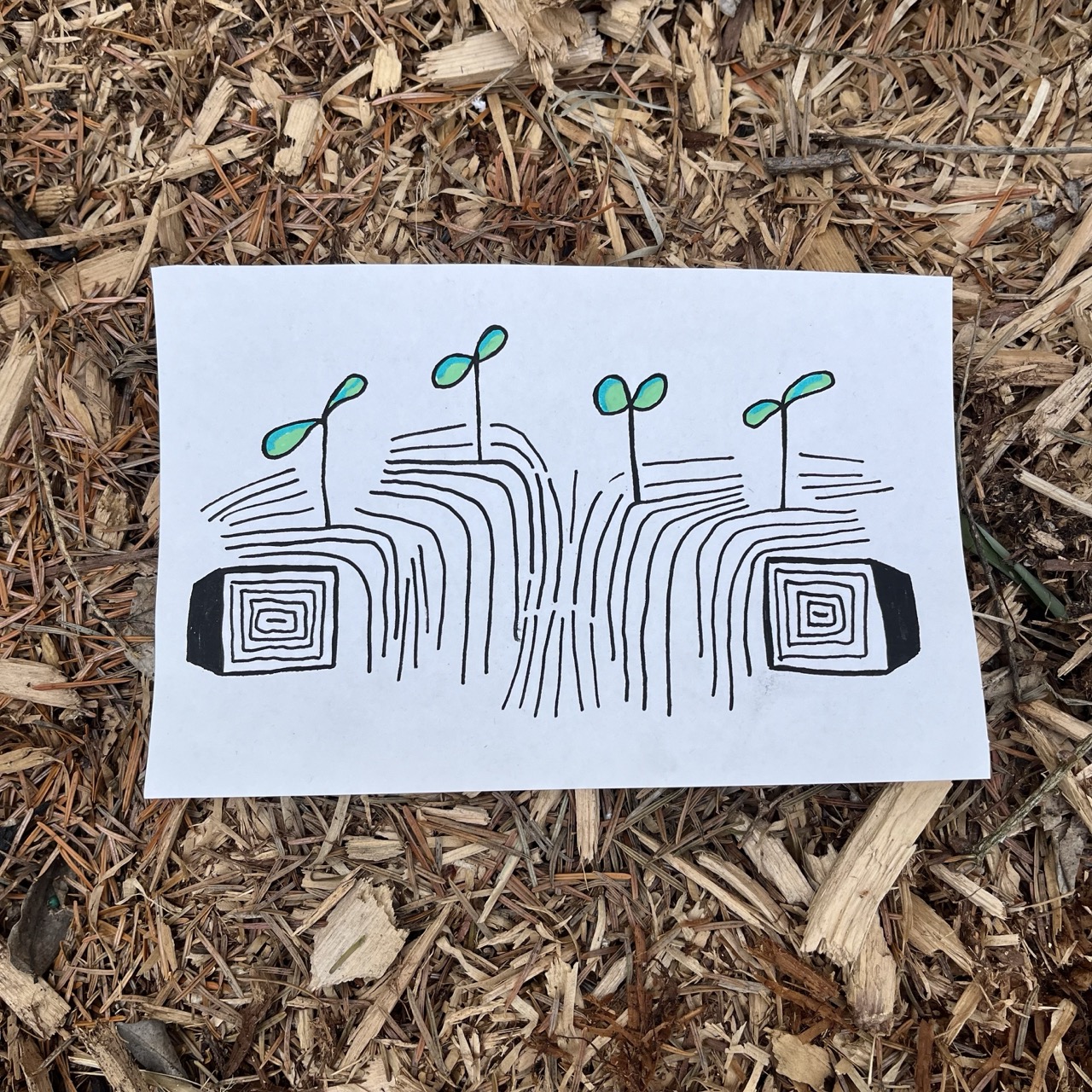 plants love bass drawing