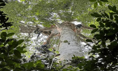 Réserve de phaune du dja