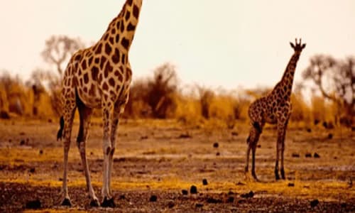 Parc national de waza