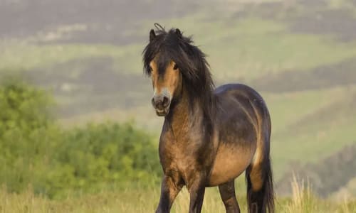 Parc national de Campo