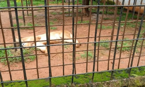Zoo de Mvog betsi - photo 11