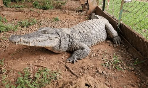 Zoo de Mvog betsi - photo 9