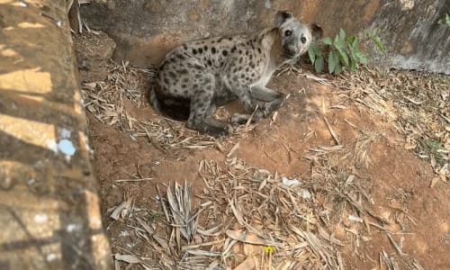 Zoo de Mvog betsi - photo 6