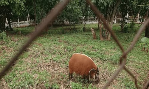 Zoo de Mvog betsi - photo 5
