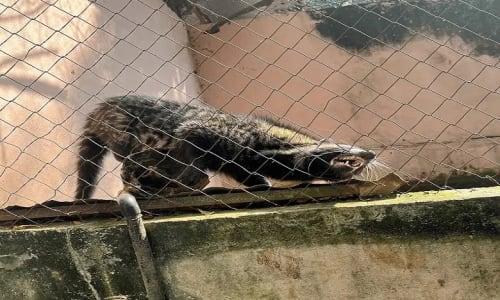 Zoo de Mvog betsi - photo 4