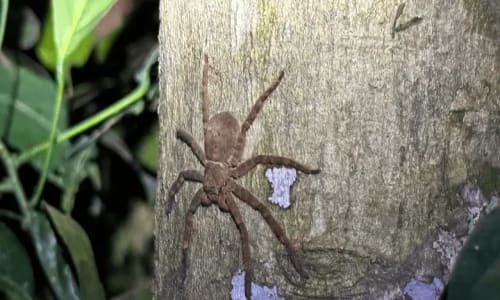 Réserve de phaune du dja - photo 7