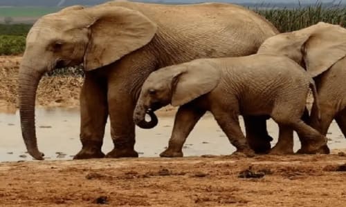 Parc national de waza - photo 14