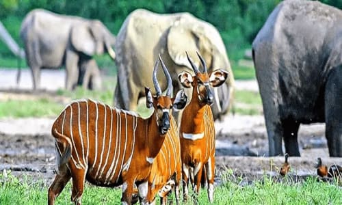 Parc national de waza - photo 13