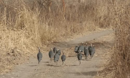 Parc national de waza - photo 11