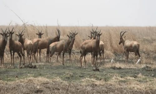 Parc national de waza - photo 10