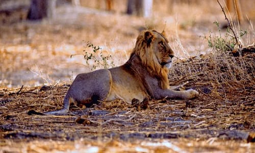 Parc national de waza - photo 6