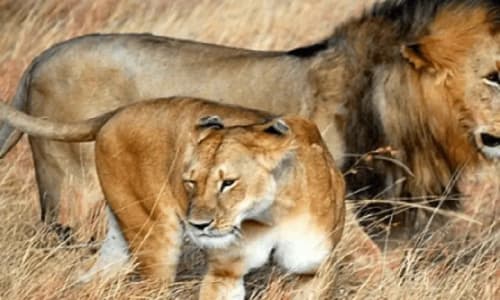 Parc national de waza - photo 5