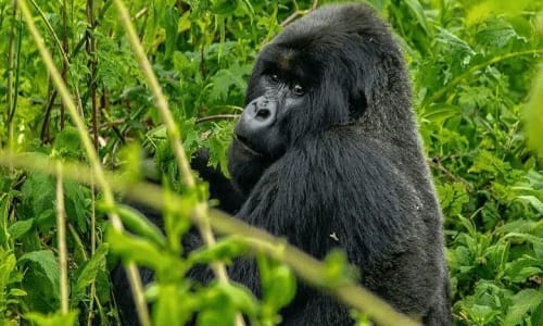 Parc national de Campo - photo 4