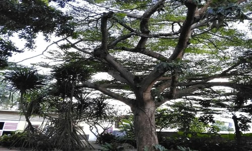 Musée ethnographique et d'histoire des peuples de la forêt d'afrique centrale - photo 14