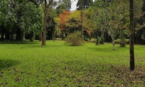 Jardin botanique de limbé - photo 10