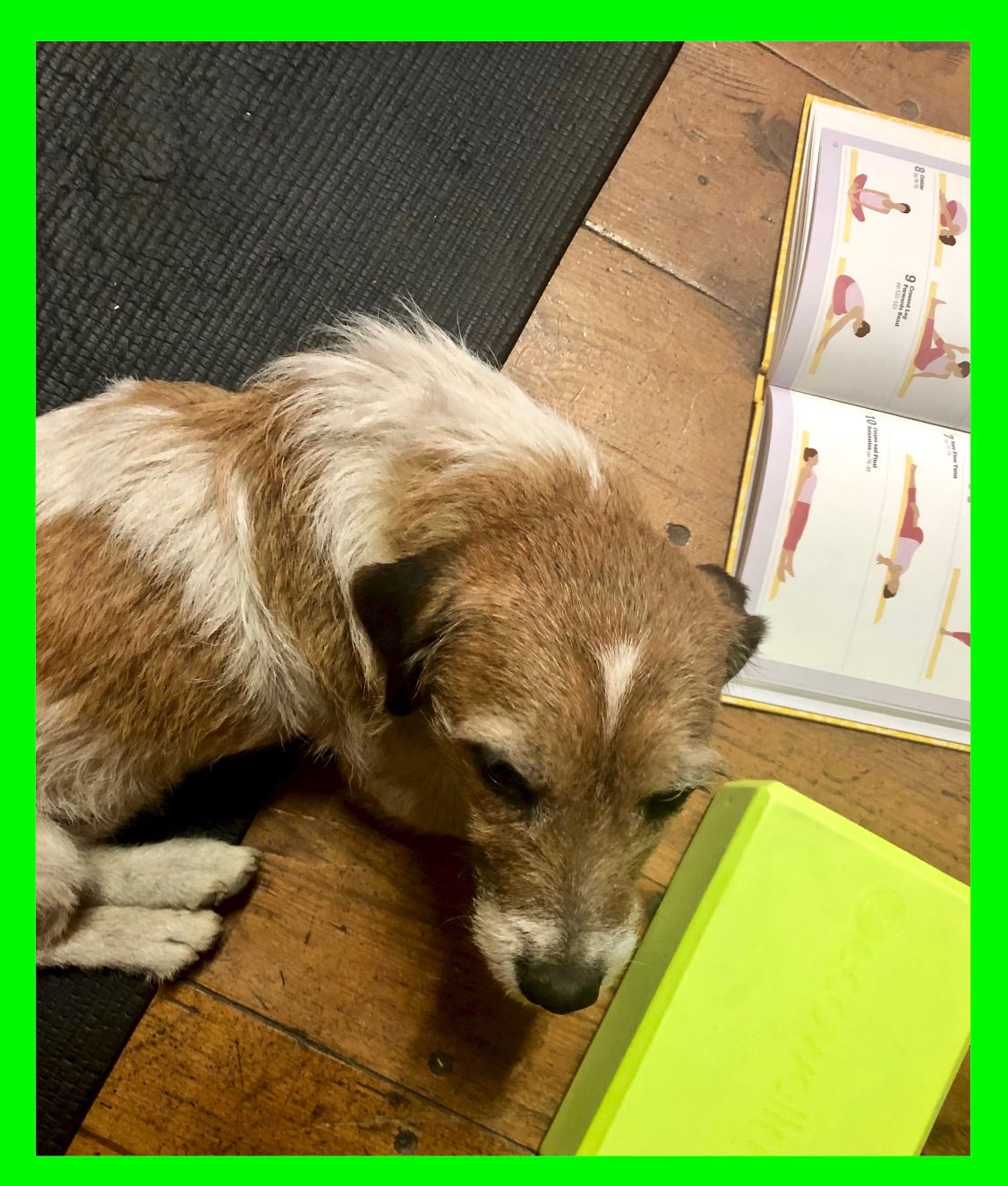 a scruffy dog reading a book on yoga