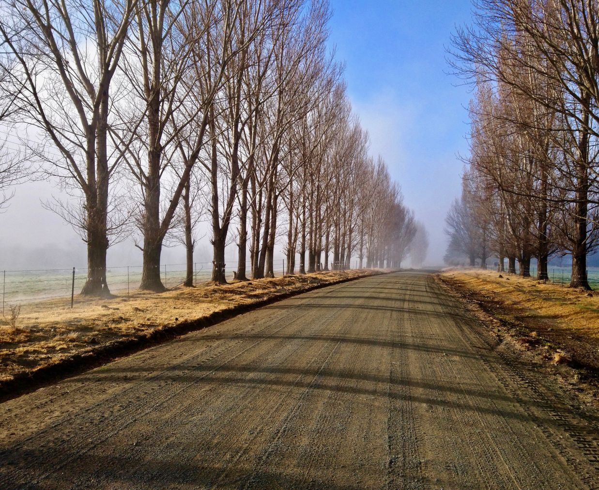 country road running between avenue of tall trees on a winter morning