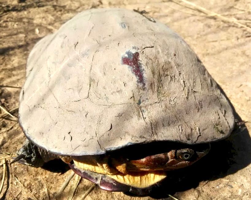 A tortoise