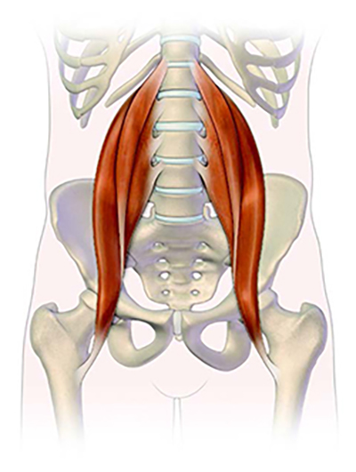 anatomy of hips