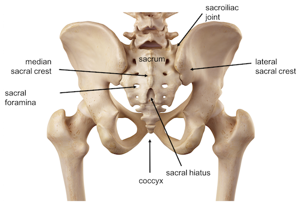 anatomical diagram showing skeleton pelvis and sacrum