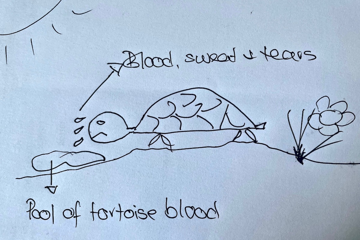 A tortoise with issues