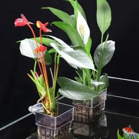 Maceta Hidropónica, Maceta para Plantas Acuáticas de Interior, Maceta de Pared, Pecera Transparente, Decoración para Mascotas