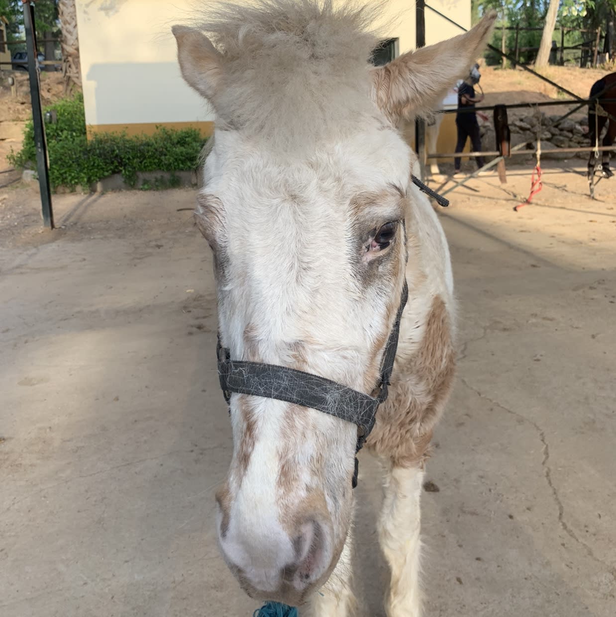 Copito Copito