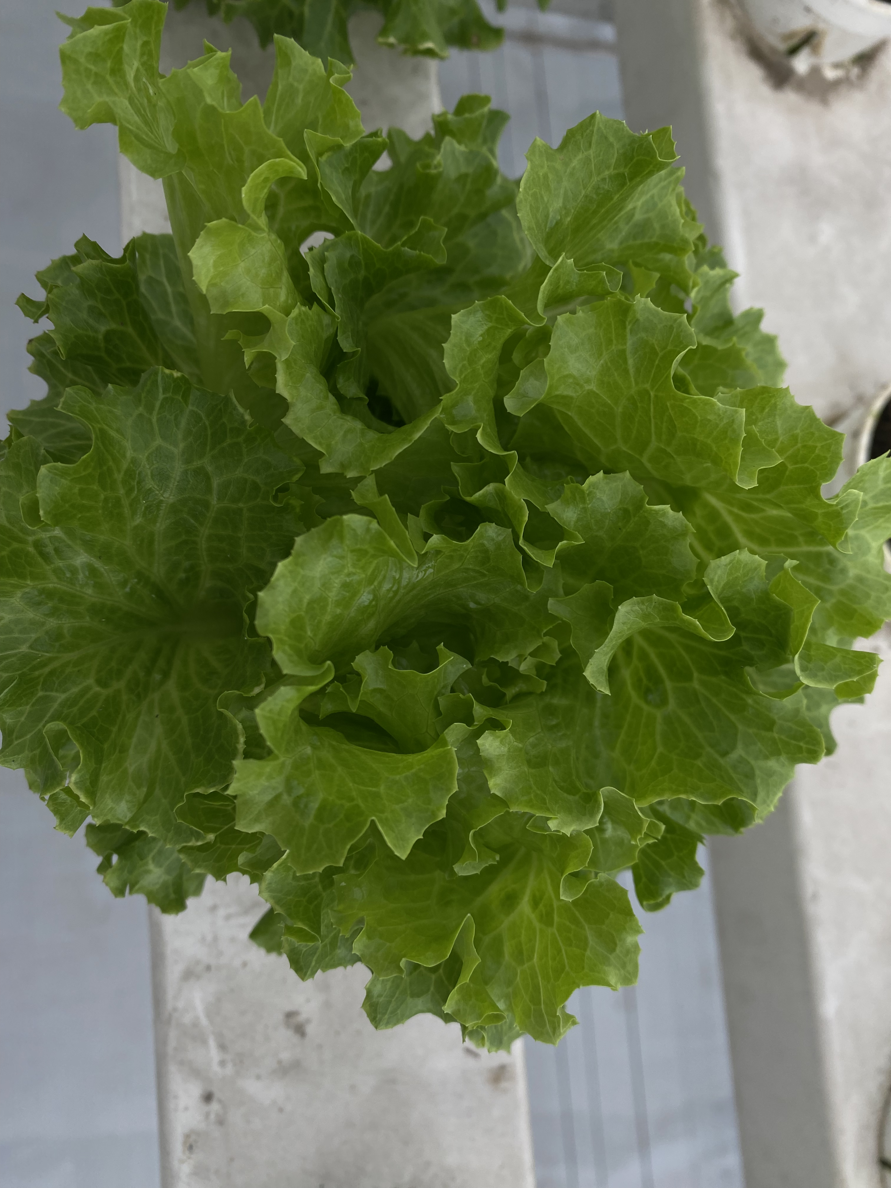 Green Oak Lettuce