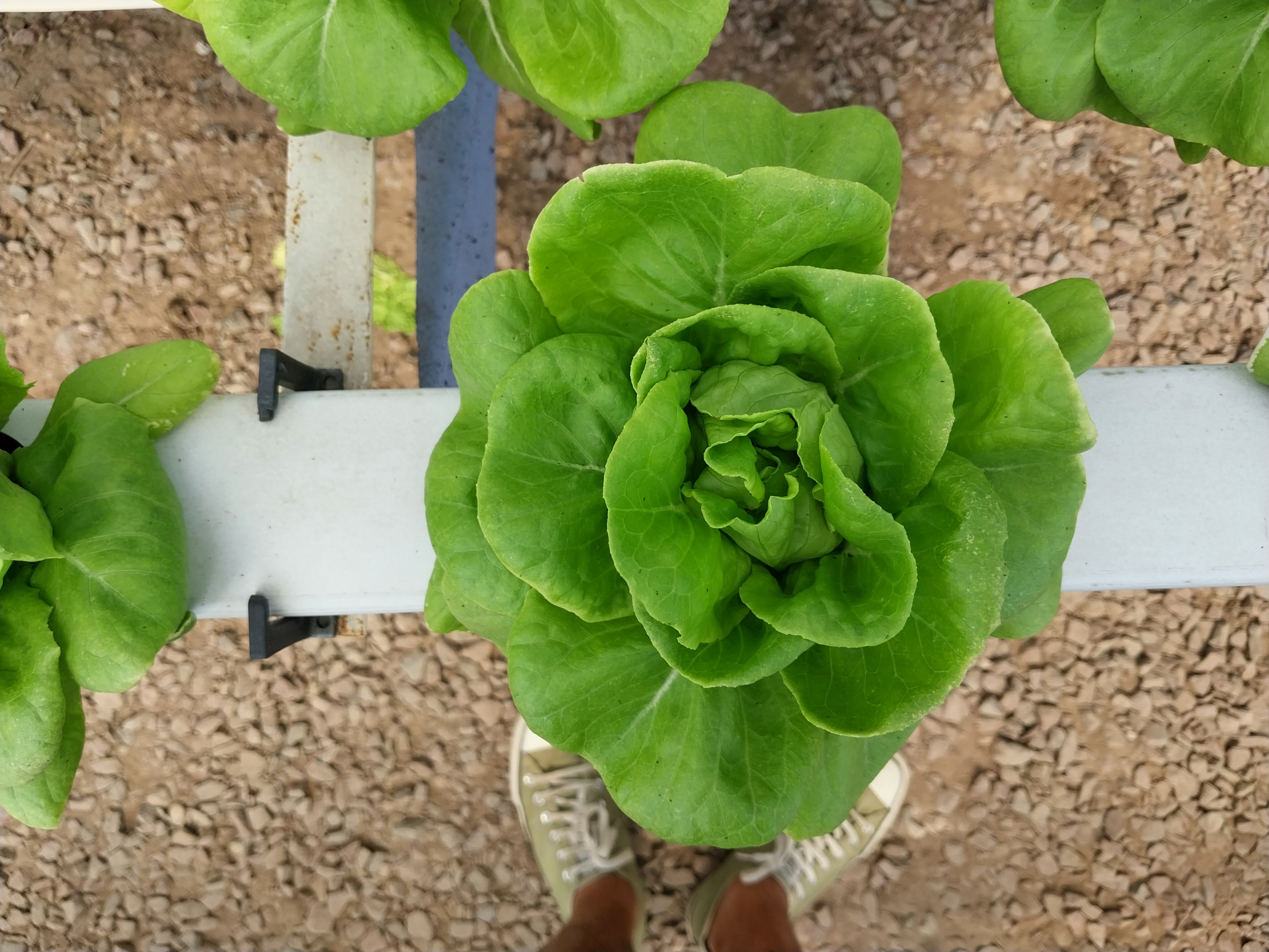 Lactuca Sativa