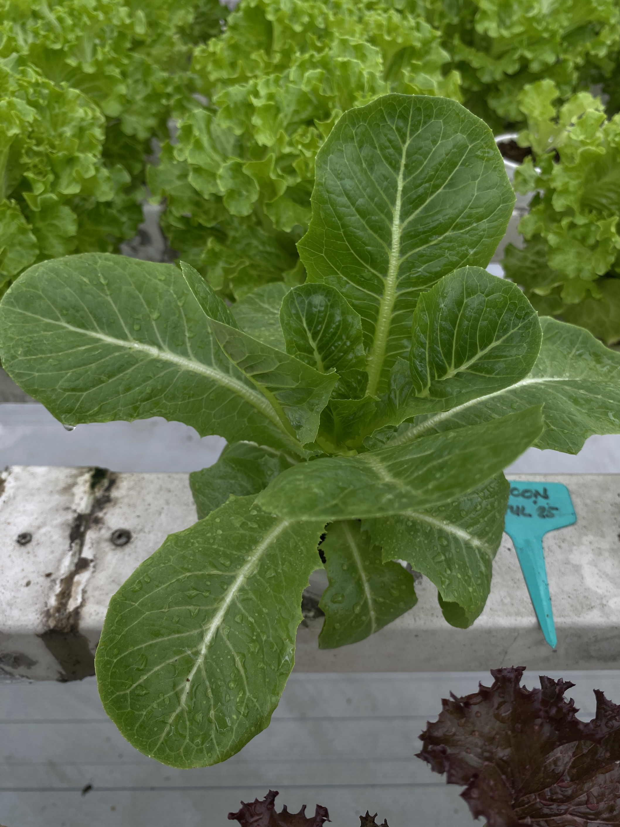 Romaine Lettuce