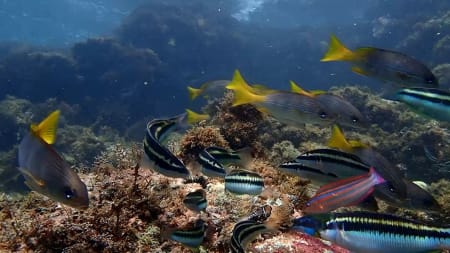 Snorkeling na enseada de coral da Laginha