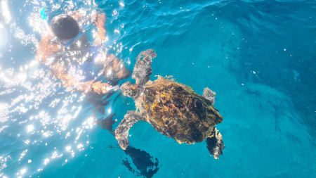 Snorkeling with turtles for couples