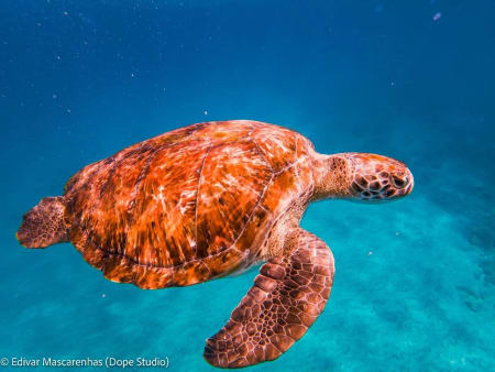 Snorkeling with Turtles in São Pedro