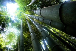 Bamboo forest