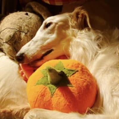 Avatar of autumn