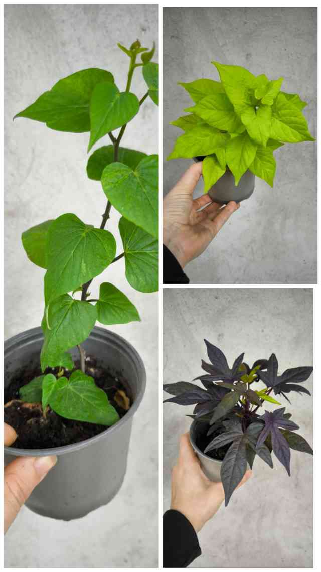 Іпомея батат (mix)