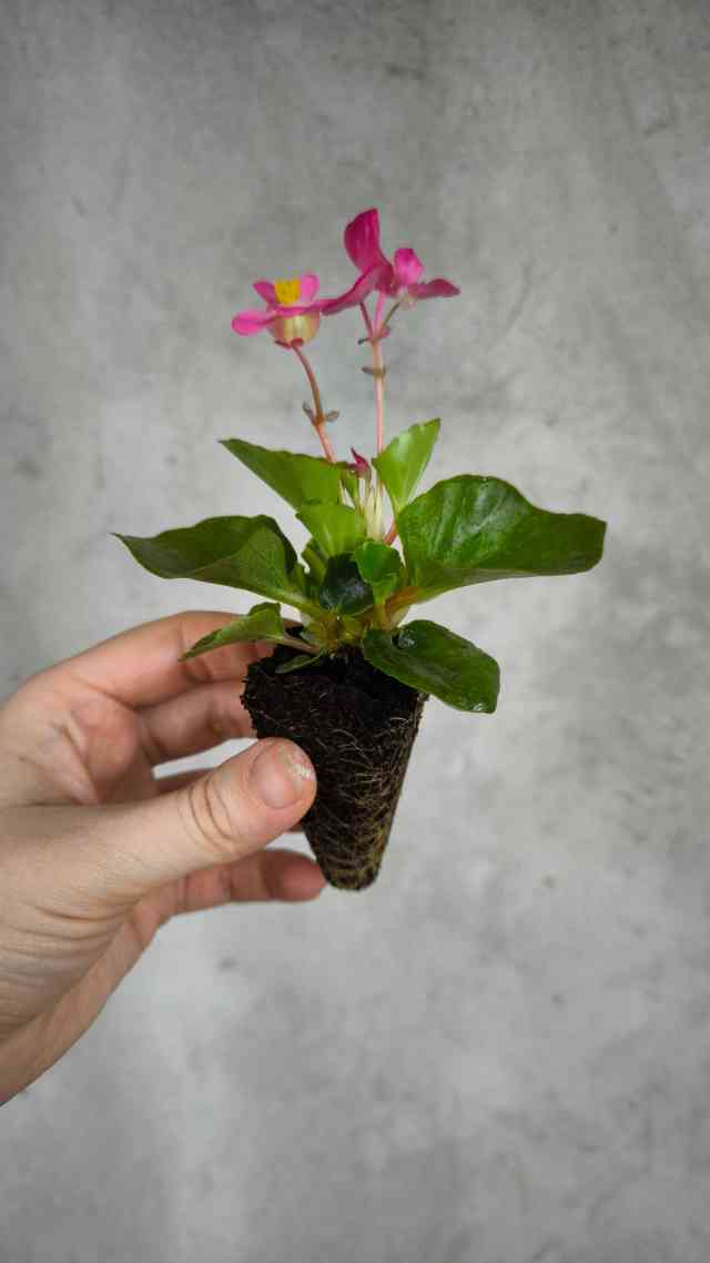 Бегонія вічно квітуча (mix)