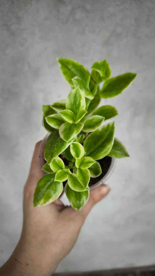 Аптенія верієгатна 